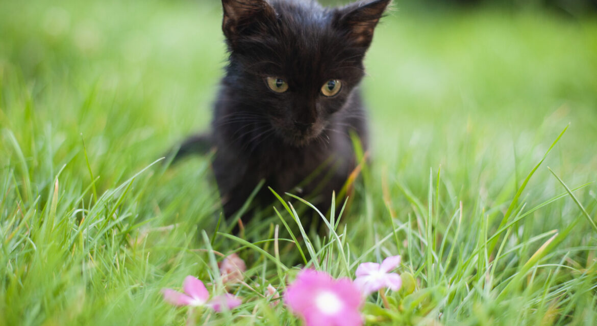 black cat looking at pink flower