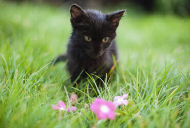 black cat looking at pink flower