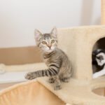 cats playing together