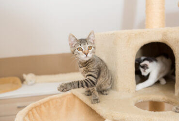 cats playing together