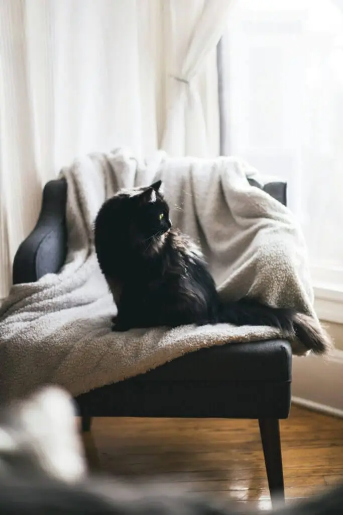 sweetie-chair