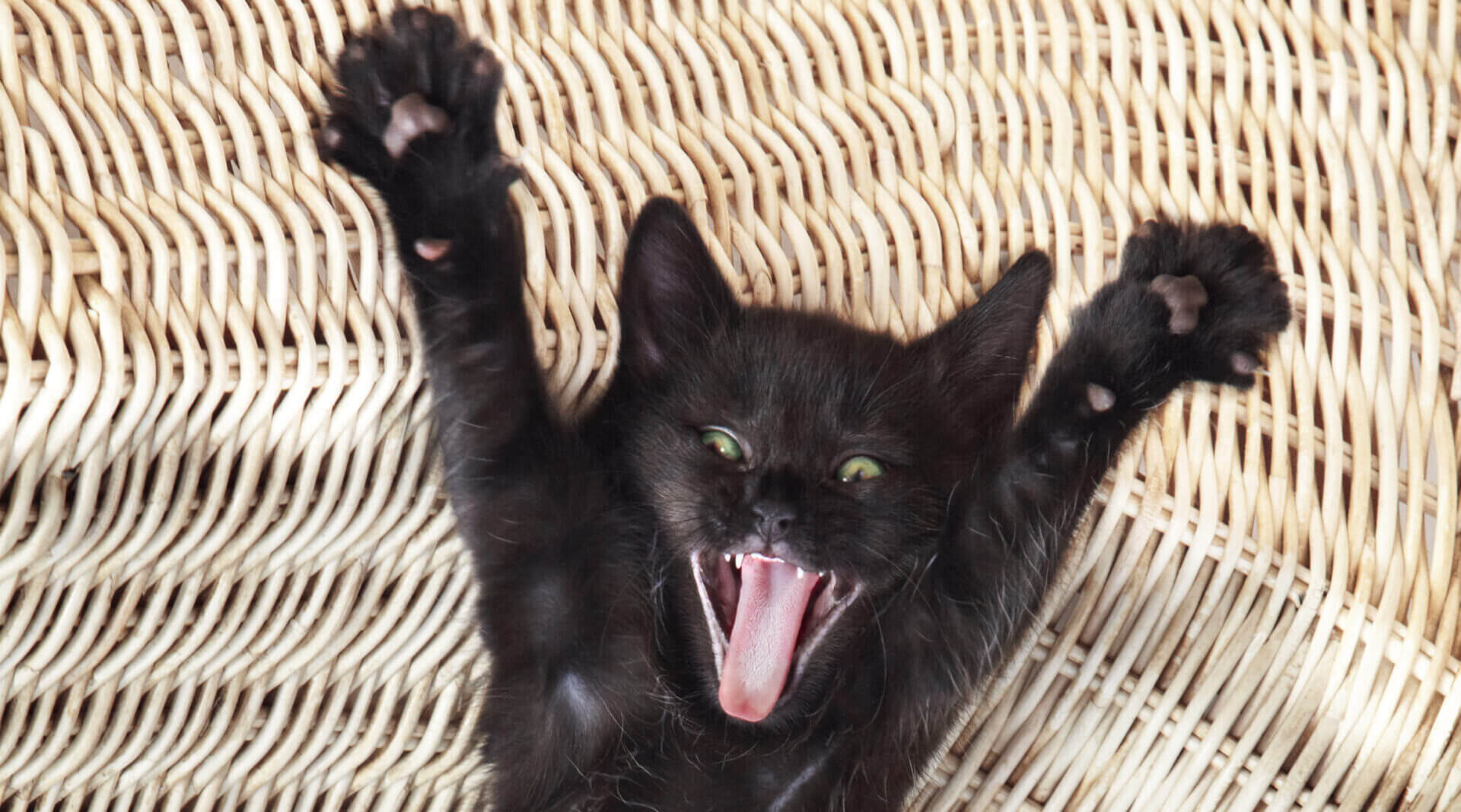 Surprised kitty, kitten lying down on a wicker chair stretching and yawning